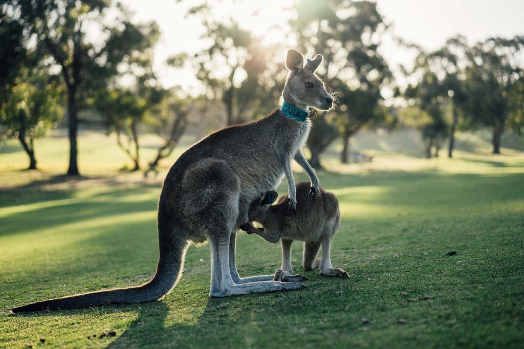 kangaroo australien