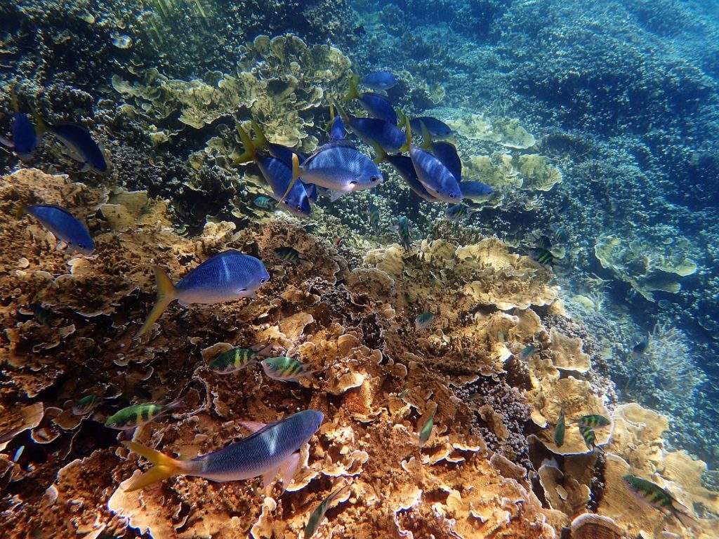 Great Barrier Reef Australien