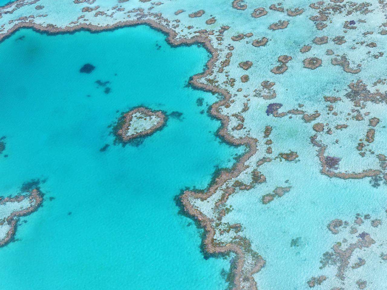 Korallenriff im Great Barrier reef in Australien