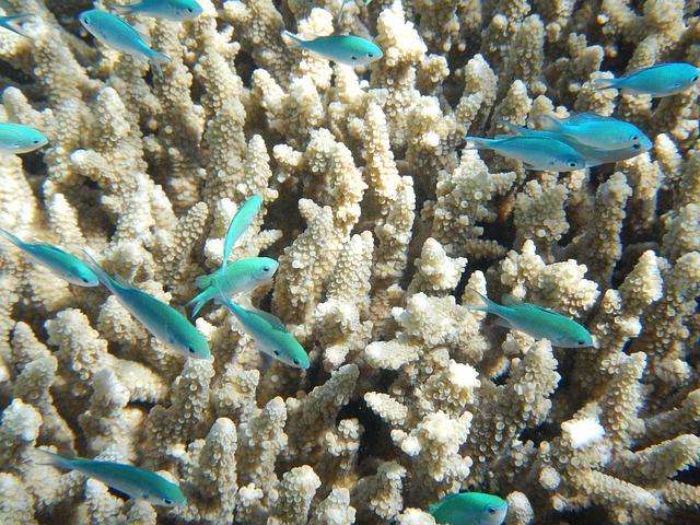 korallen mit fischen im Great barrier reef